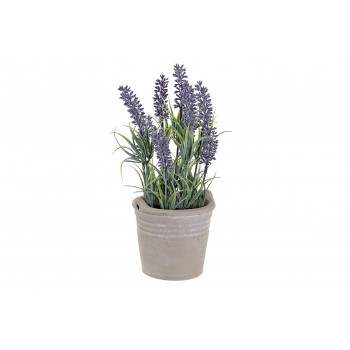 Flor Pe Hierro Lavanda - 27...